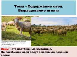 Содержание овец. Выращивание ягнят, слайд 1