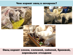 Содержание овец. Выращивание ягнят, слайд 11