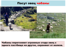 Содержание овец. Выращивание ягнят, слайд 2