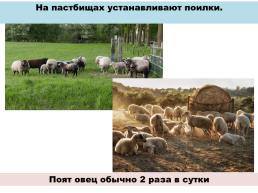 Содержание овец. Выращивание ягнят, слайд 5