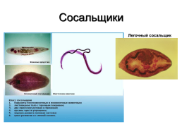 Медицинская гельминтология и арахноэнтомология, слайд 12