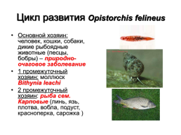 Медицинская гельминтология и арахноэнтомология, слайд 14