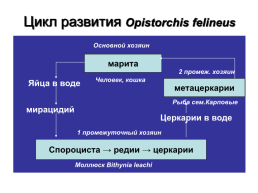Медицинская гельминтология и арахноэнтомология, слайд 15