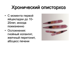 Медицинская гельминтология и арахноэнтомология, слайд 22