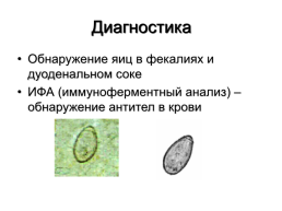 Медицинская гельминтология и арахноэнтомология, слайд 23