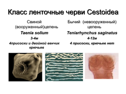 Медицинская гельминтология и арахноэнтомология, слайд 25