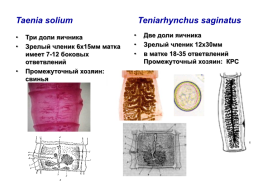Медицинская гельминтология и арахноэнтомология, слайд 26
