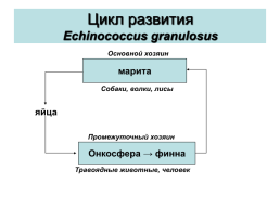 Медицинская гельминтология и арахноэнтомология, слайд 29