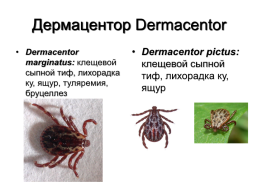 Медицинская гельминтология и арахноэнтомология, слайд 47