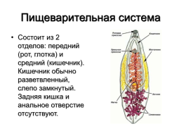 Медицинская гельминтология и арахноэнтомология, слайд 6