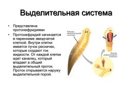 Медицинская гельминтология и арахноэнтомология, слайд 8