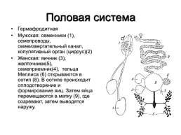 Медицинская гельминтология и арахноэнтомология, слайд 9