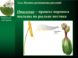 Половое размножение растений, слайд 21
