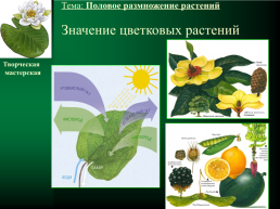Половое размножение растений, слайд 23