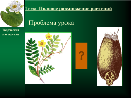 Половое размножение растений, слайд 6