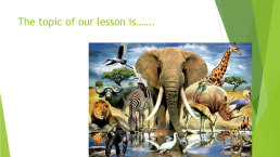 Презентация к уроку «Animal life», слайд 4