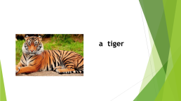 Презентация к уроку «Animal life», слайд 7
