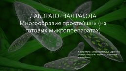 Лабораторная работа многообразие простейших (на готовых микропрепаратах), слайд 1