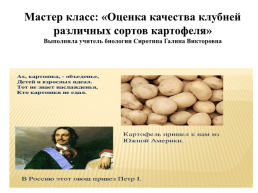 Мастер класс: «Оценка качества клубней различных сортов картофеля», слайд 1