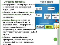 Ферменты – биологические катализаторы, слайд 10