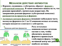 Ферменты – биологические катализаторы, слайд 11