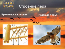 Почему птицы летают?, слайд 8