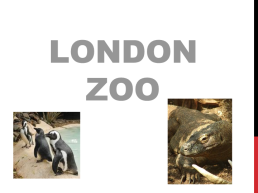 London zoo, слайд 1
