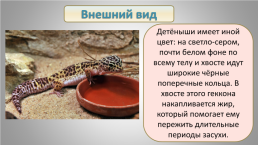 Улыбающийся геккон, слайд 7