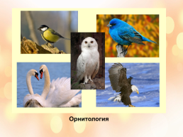 Особенности, многообразие и классификация животных, слайд 13