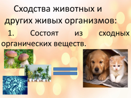 Особенности, многообразие и классификация животных, слайд 2
