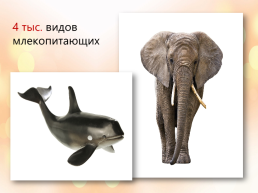 Особенности, многообразие и классификация животных, слайд 20