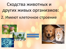 Особенности, многообразие и классификация животных, слайд 3