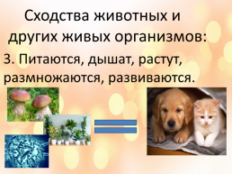 Особенности, многообразие и классификация животных, слайд 4