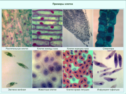 Клетка - основная единица живого организма, слайд 7