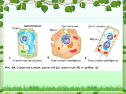 Клетка - основная единица живого организма, слайд 9