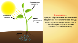 Фотосинтез. Опыт Сакса, слайд 12