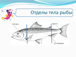 Внешнее строение рыбы, слайд 5