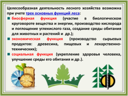 Лесное хозяйство и лесозаготовка, его структура, слайд 11