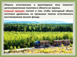 Лесное хозяйство и лесозаготовка, его структура, слайд 16