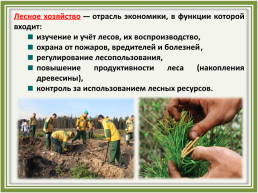 Лесное хозяйство и лесозаготовка, его структура, слайд 3