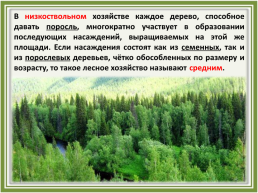 Лесное хозяйство и лесозаготовка, его структура, слайд 6