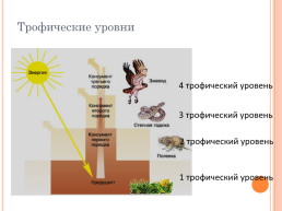 Круговорот веществ и превращение энергии в экосистемах, слайд 10
