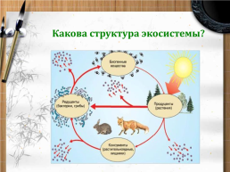 Причины устойчивости и смены экосистем, слайд 2