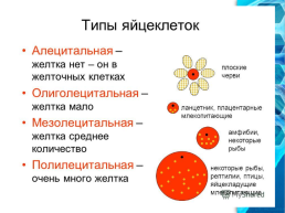 Яйцеклетка строение многообразие, слайд 13