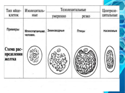 Яйцеклетка строение многообразие, слайд 15