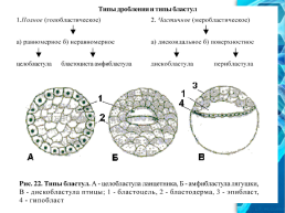Яйцеклетка строение многообразие, слайд 25