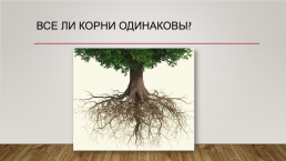 Значение и строение корня. Типы корневых систем, слайд 4