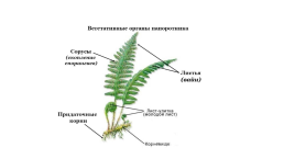 Отделы папоротниковидные, плауновидные, хвощевидные, слайд 4