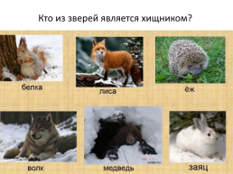 Дикие животные зимой, слайд 11