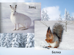 Дикие животные зимой, слайд 3
